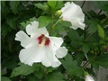 hibiskus
